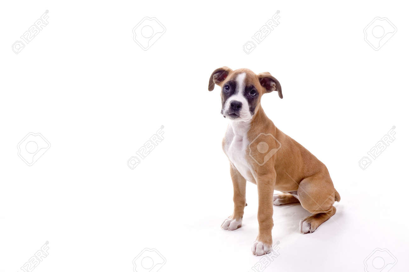 3 month old boxer puppy in perfect pose stock photo picture and
