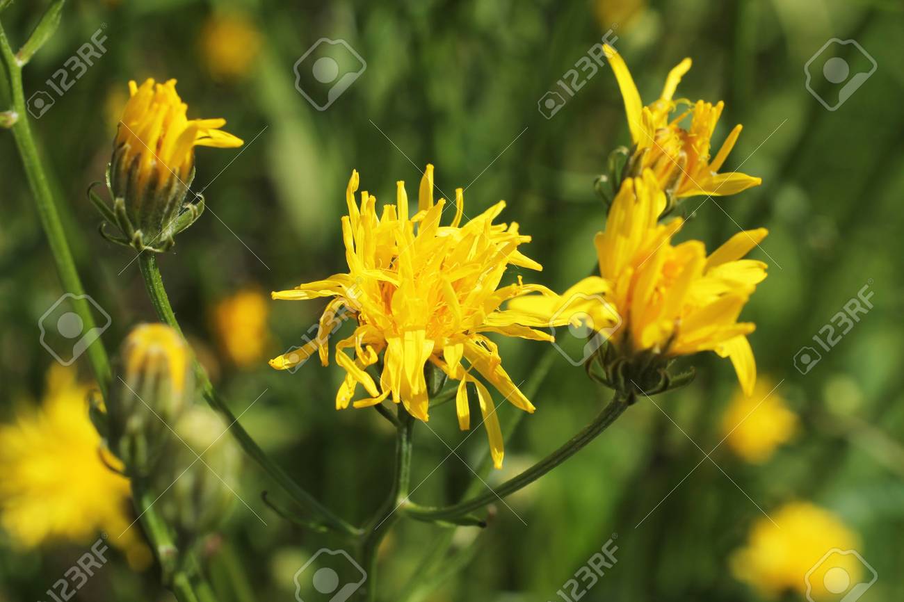 ヤナギタンポポ属明るい黄色の花の写真を閉じる の写真素材 画像素材 Image
