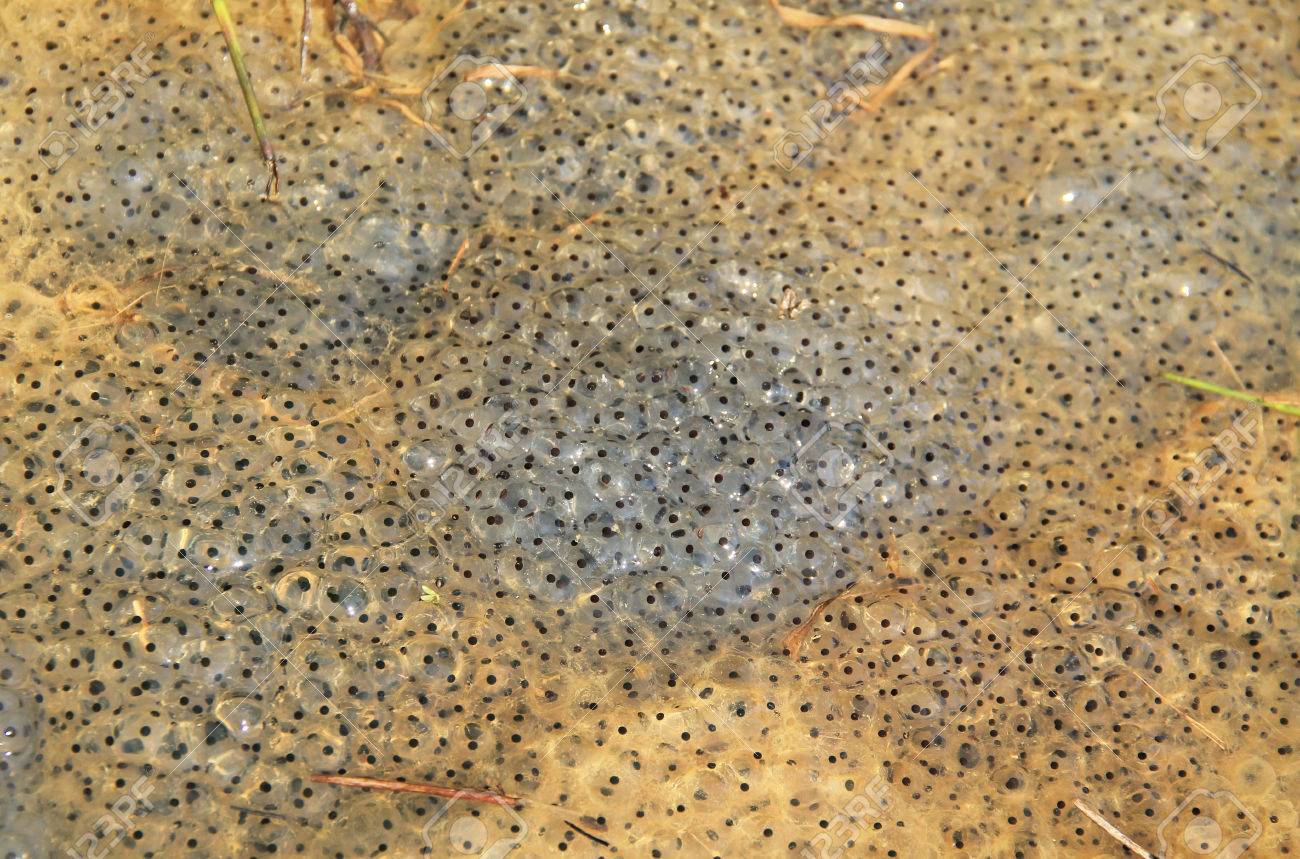 A Lot Of Frog Eggs In The Pool Of Water Stock Photo Picture And Royalty Free Image Image 75613893