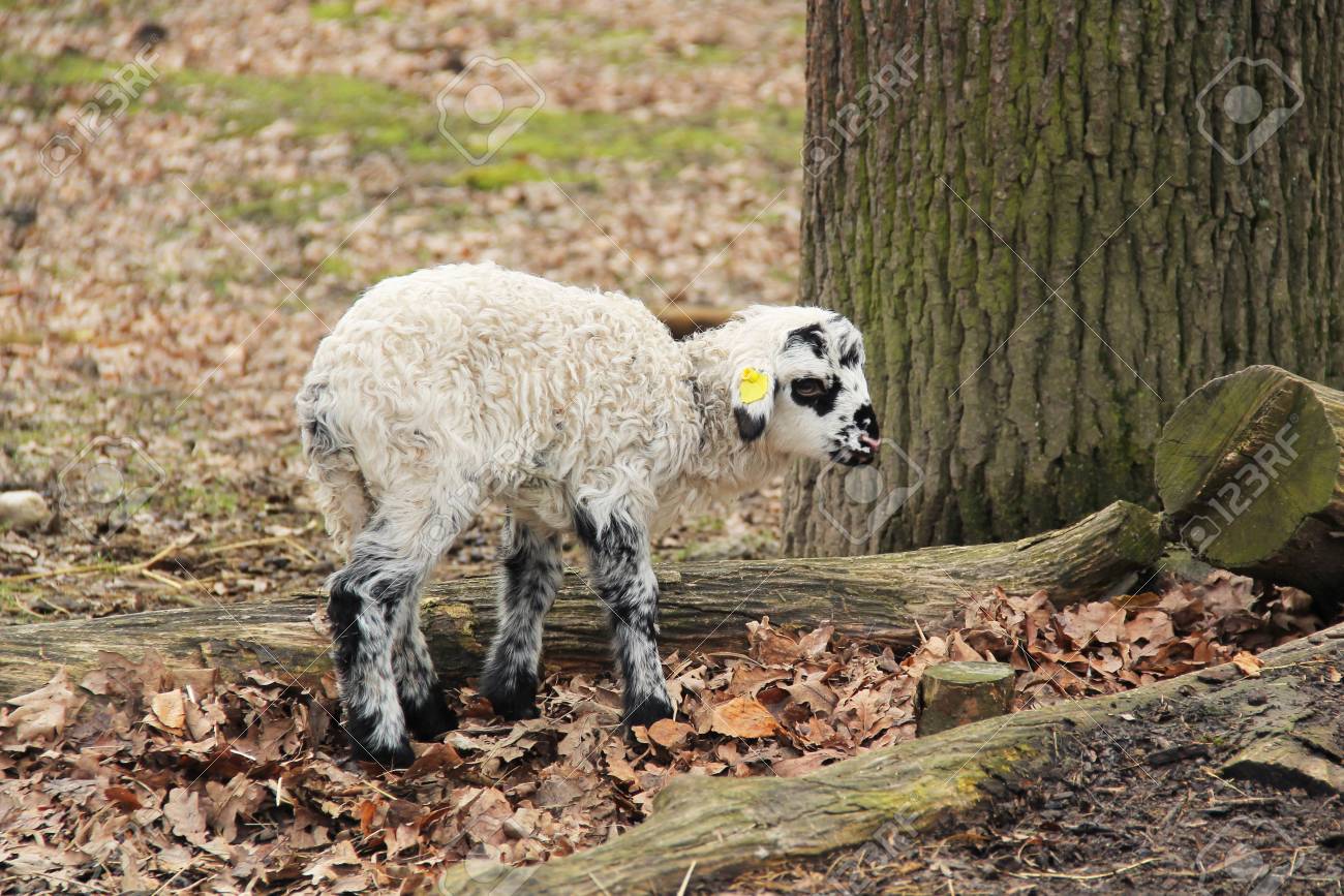 Petit Agneau A Fourrure Blanche Bouclee Avec Quelques Taches Noires Banque D Images Et Photos Libres De Droits Image