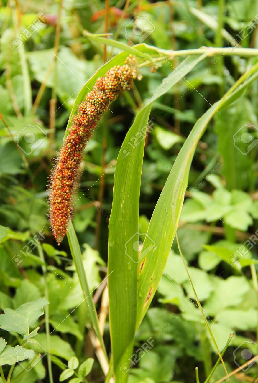 Close Photo Of A Seedhead Of Foxtail Millet Setaria Italica