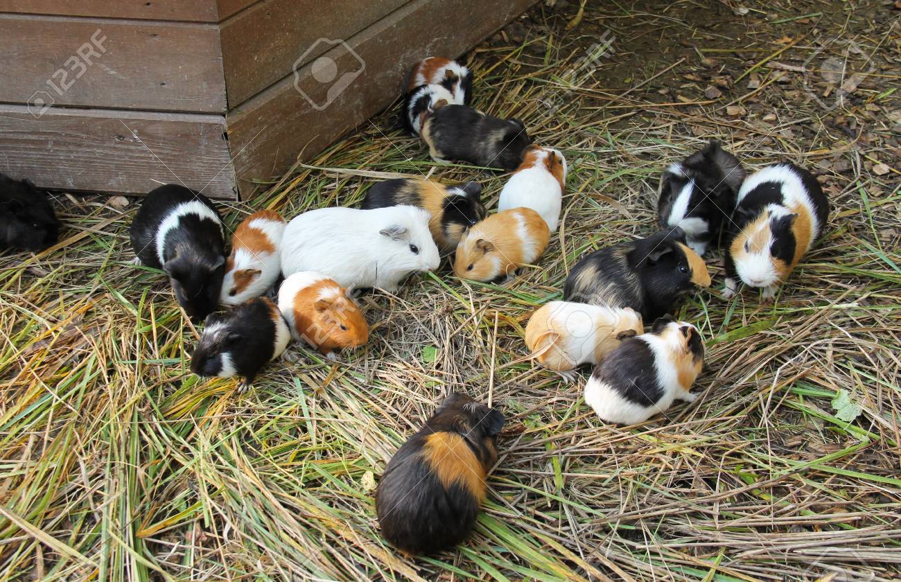 guinea pigs eating grass