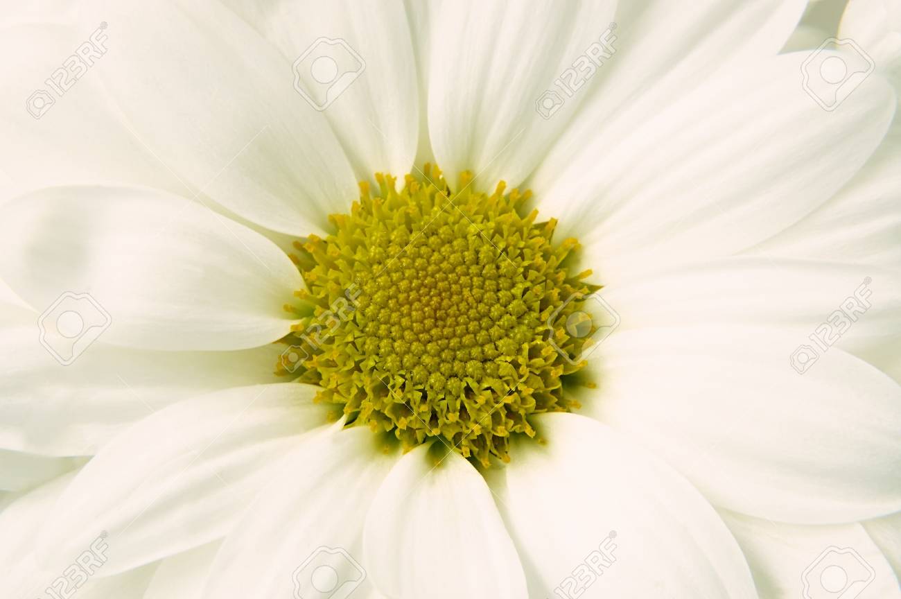 白い花びらと真ん中の黄色い春の花 の写真素材 画像素材 Image