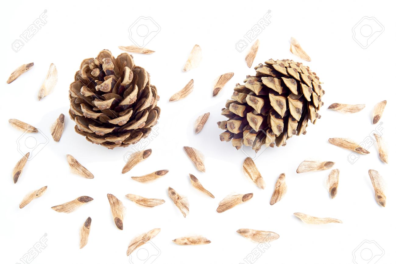 Two Pine Cone With Seeds Spores On White Background Stock Photo Picture And Royalty Free Image Image 28117938
