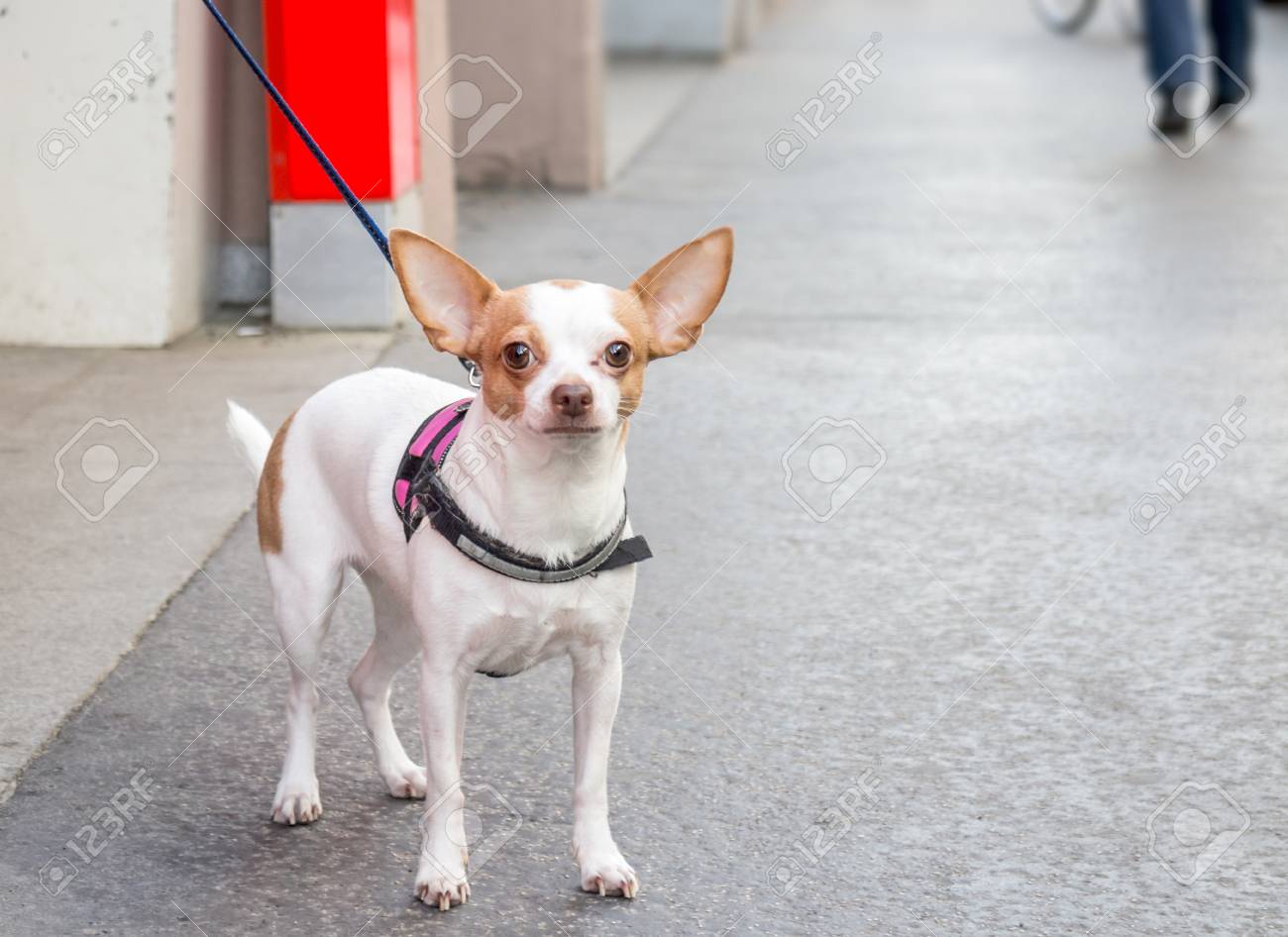 chihuahua leash
