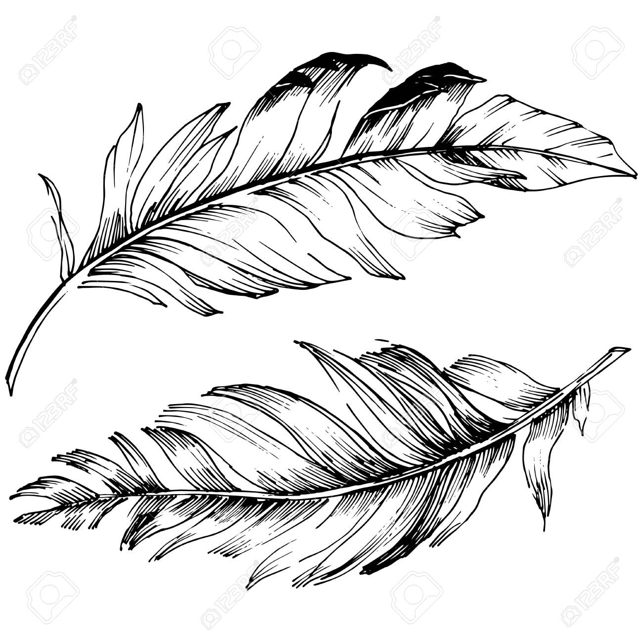 Vector bird feather from wing isolated. Isolated illustration element. Black and white engraved ink art. - 133390287 Vector bird feather from wing isolated. Isolated illustration element. Black and white engraved ink art. - 133390287