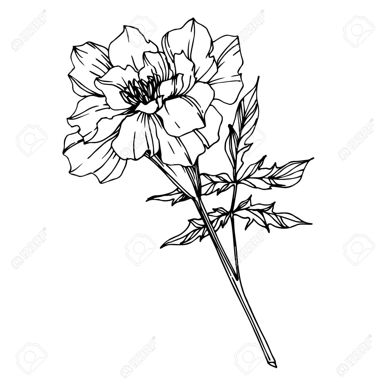 Vector Marigold Floral Botanical Flowers Black And White Engraved Royalty Free Cliparts Vectors And Stock Illustration Image