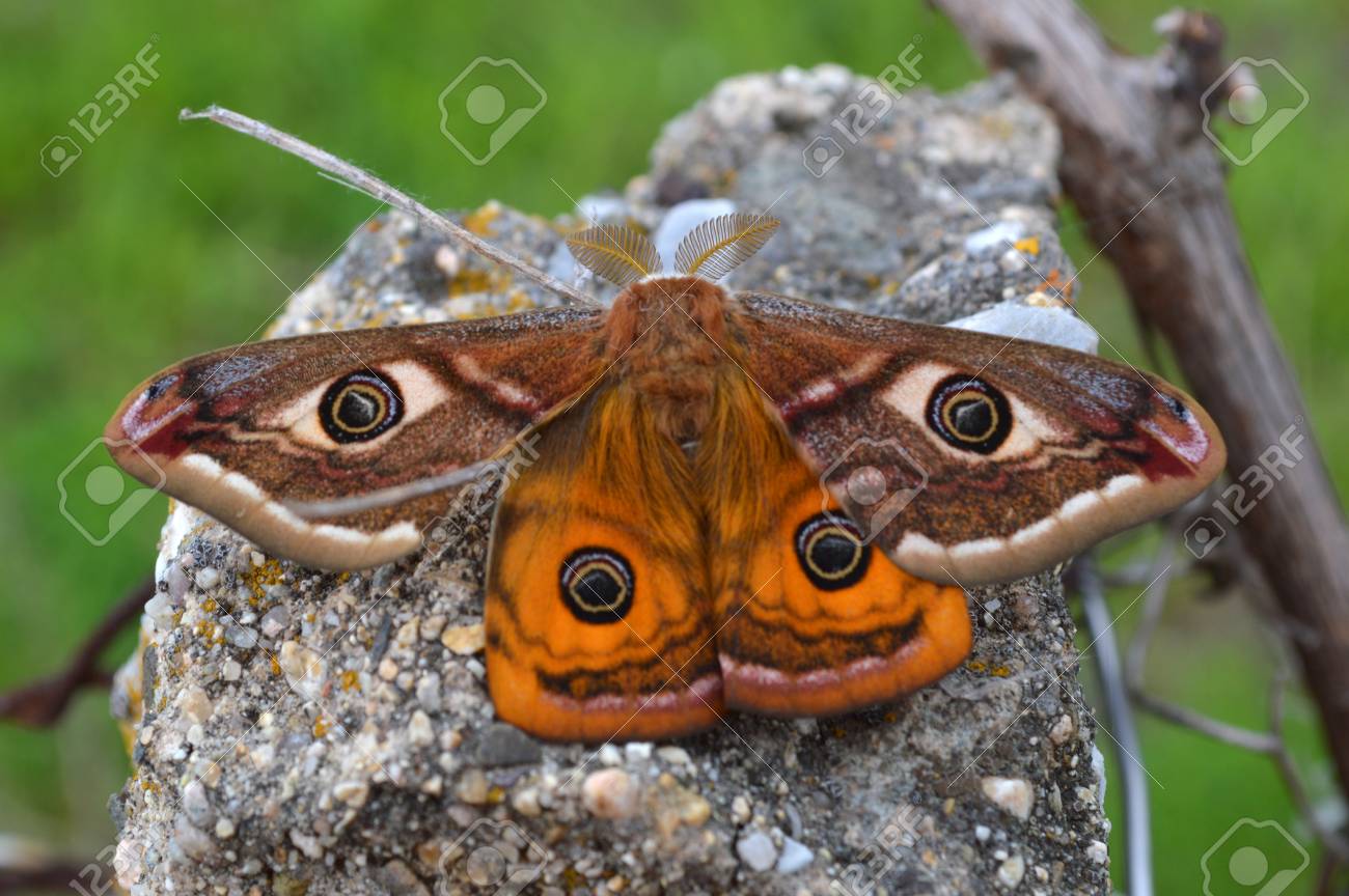 etiam-dictum-ipsum-a-felis