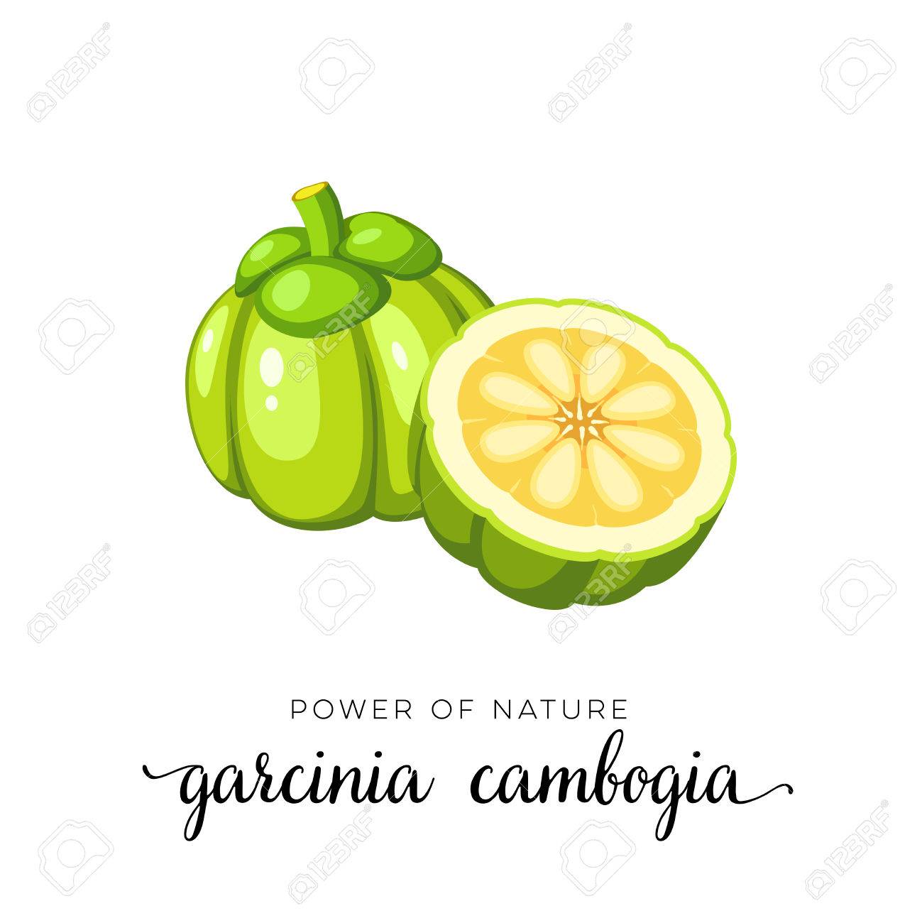 garcinia cambogia frutto nel kerala