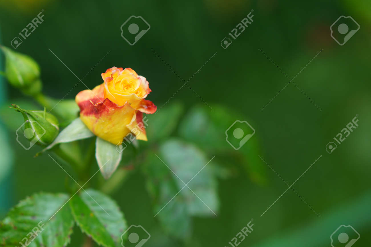 close-up soft focus of a beautiful orange lonely flower on a green bush. Yellow flowers Rosa Golden Celebration. Mothers day, womens day concept. - 164725903 close-up soft focus of a beautiful orange lonely flower on a green bush. Yellow flowers Rosa Golden Celebration. Mothers day, womens day concept. - 164725903