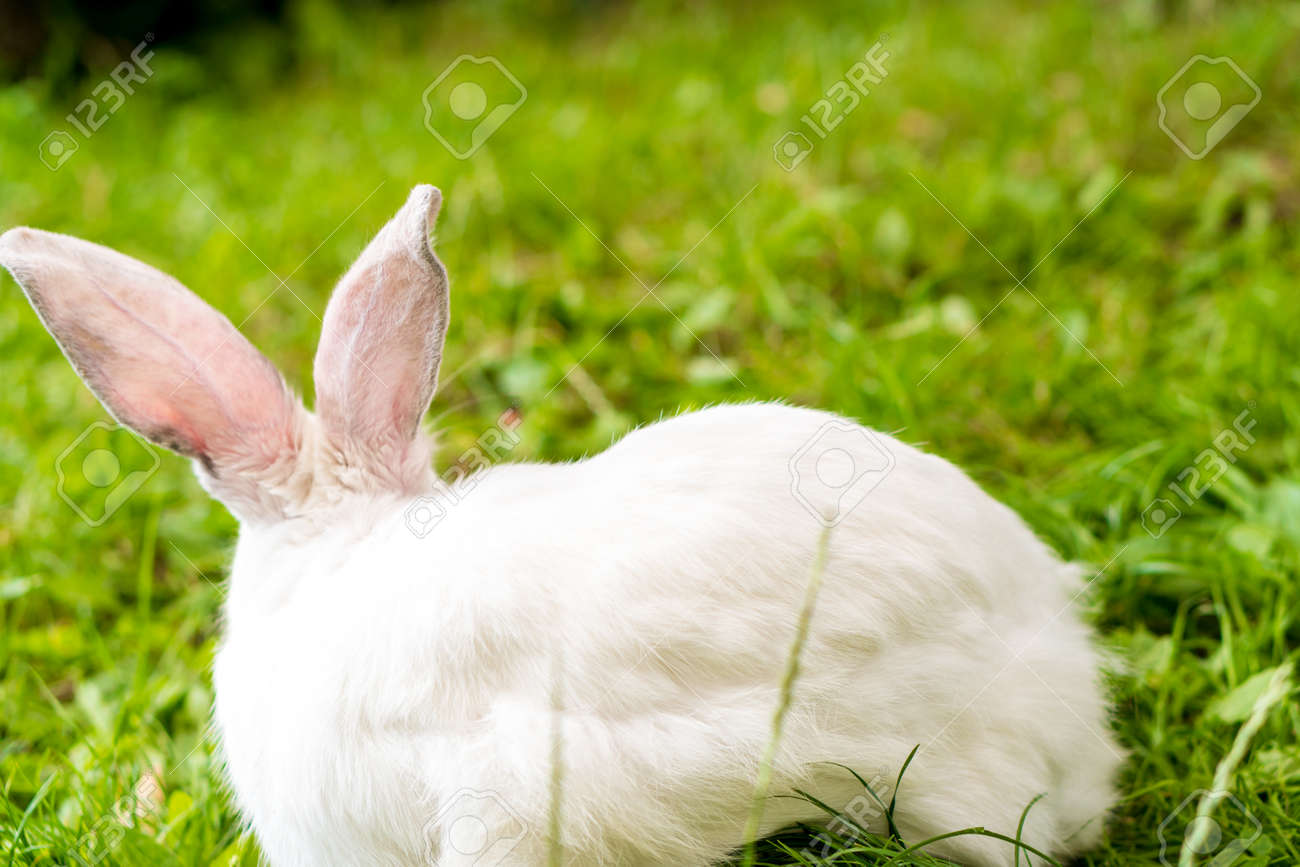 back view of large adult frightened white rabbit sits against background of green lawn. Hare in wild meadow gnaws and eats grass in spring or summer. Animal, environmental protection. easter concept - 165197477 back view of large adult frightened white rabbit sits against background of green lawn. Hare in wild meadow gnaws and eats grass in spring or summer. Animal, environmental protection. easter concept - 165197477