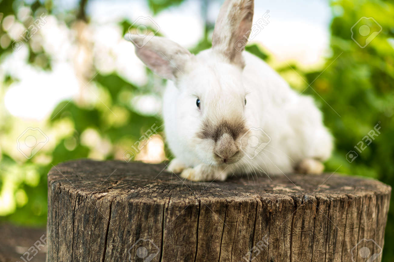 large adult frightened white rabbit sits on tree stump against background of green lawn. Hare in wild meadow gnaws look at camera in spring or summer. Animal, environmental protection. easter concept - 165210125 large adult frightened white rabbit sits on tree stump against background of green lawn. Hare in wild meadow gnaws look at camera in spring or summer. Animal, environmental protection. easter concept - 165210125