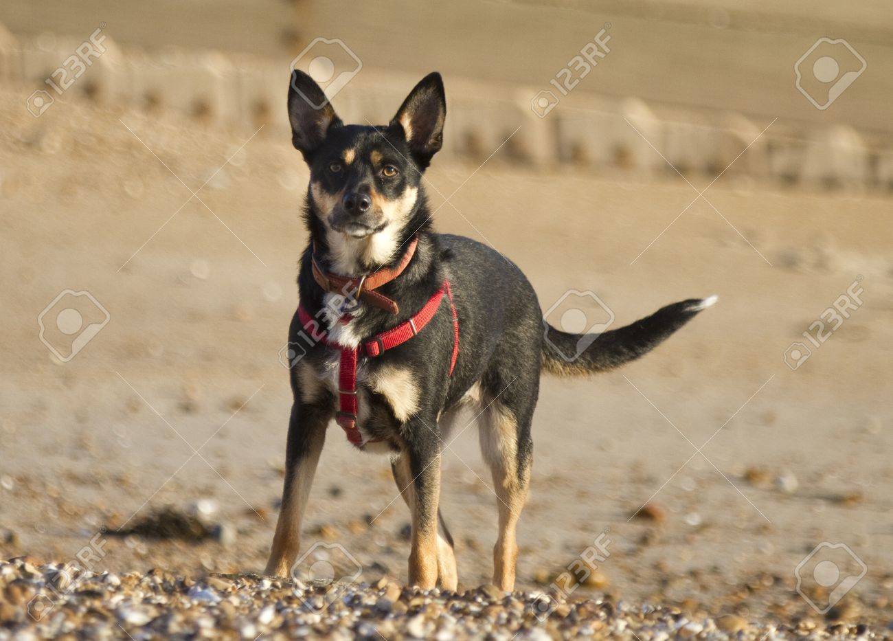 red kelpie x border collie