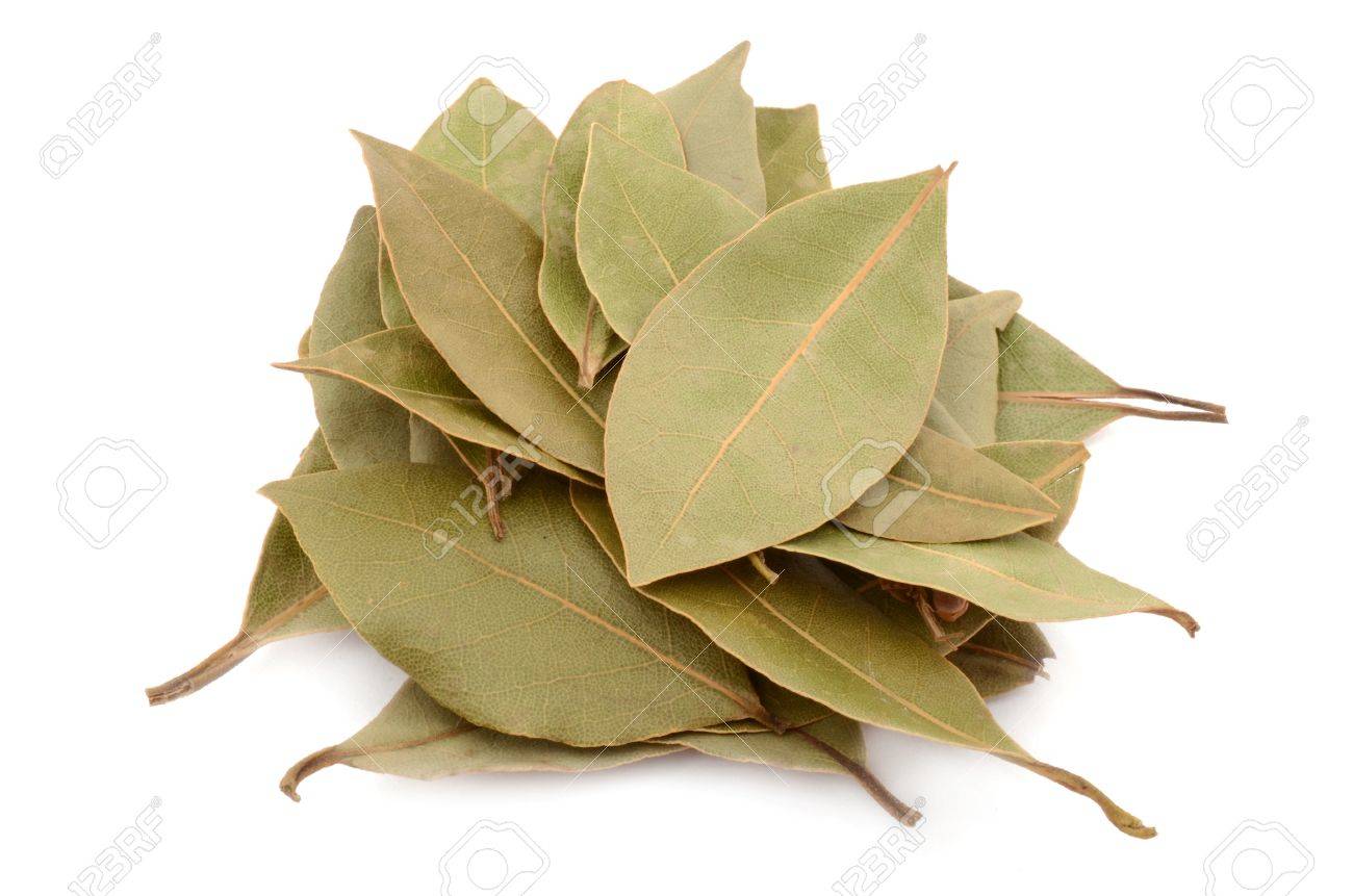 How to Dry Bay Leaves How to Dry Bay Leaves new photo How to Dry Bay Leaves How to Dry Bay Leaves new images