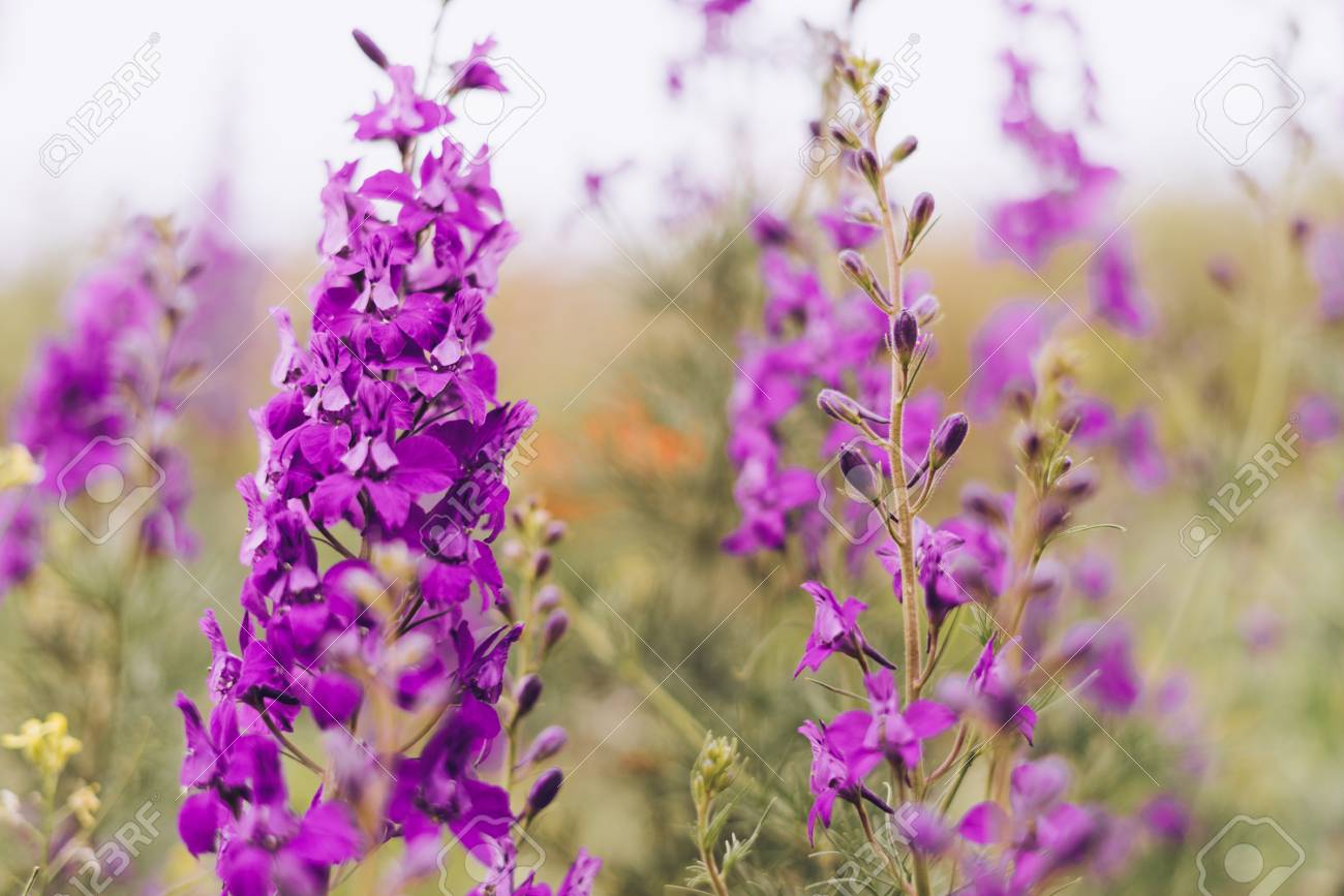 香りのよい紫の花が緑のフィールドで成長します の写真素材 画像素材 Image 香りのよい紫の花が緑のフィールドで成長します の写真素材 画像素材 Image
