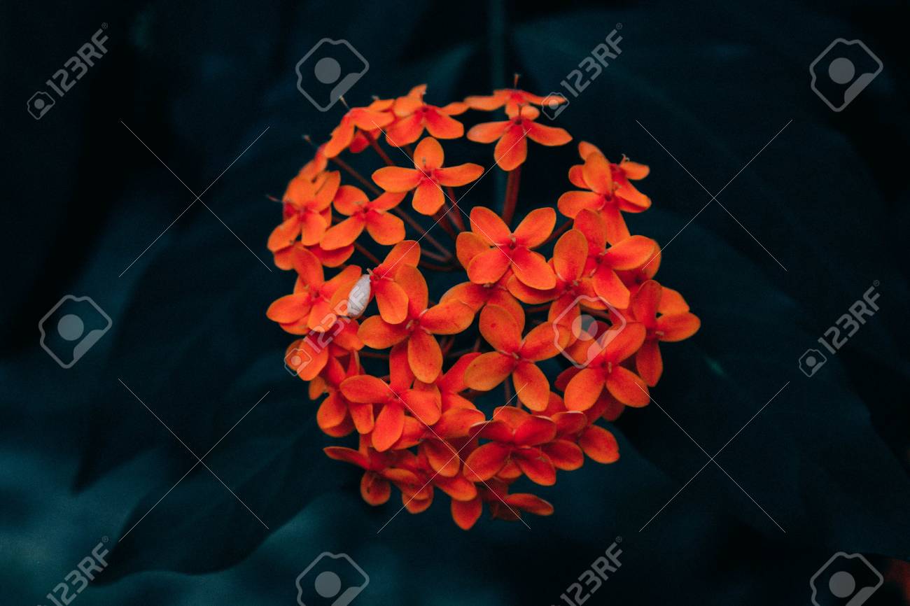 A Flor Do Pagode Tambem Conhecida Como Hanuman Kireetam E Uma Especie De Planta Florida No Genero Clerodendrum E Nativo Da Asia Tropical E Papuasia Fotos Retratos Imagenes Y Fotografia De Archivo a flor do pagode tambem conhecida como hanuman kireetam e uma especie de planta florida no genero clerodendrum e nativo da asia tropical e