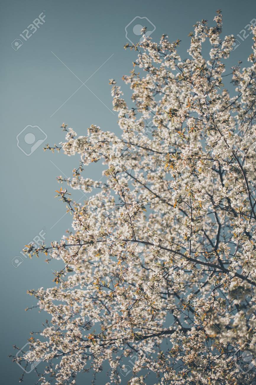 almond trees blooming almond tree branches full of flowers stock
