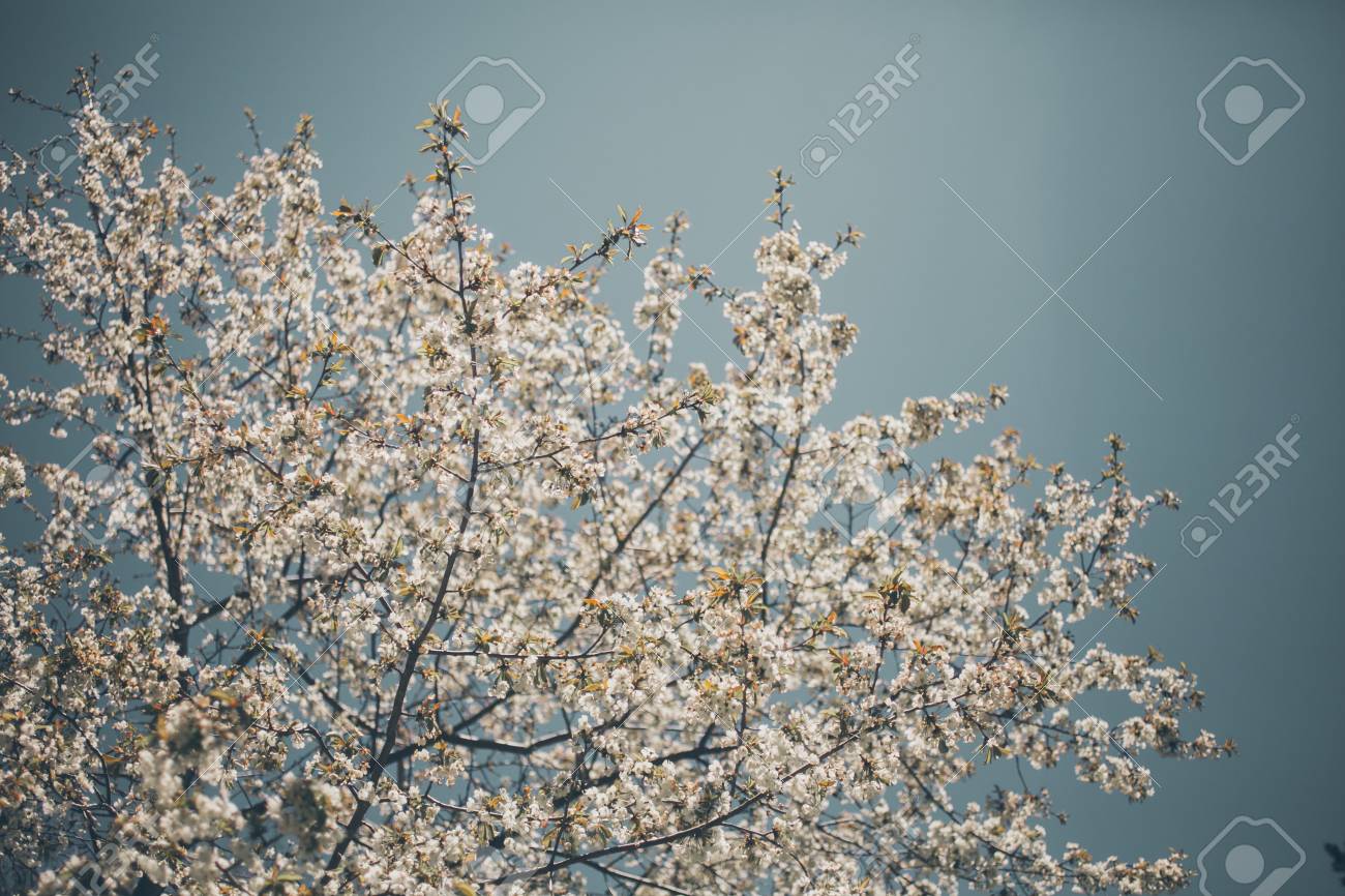 almond trees blooming almond tree branches full of flowers stock