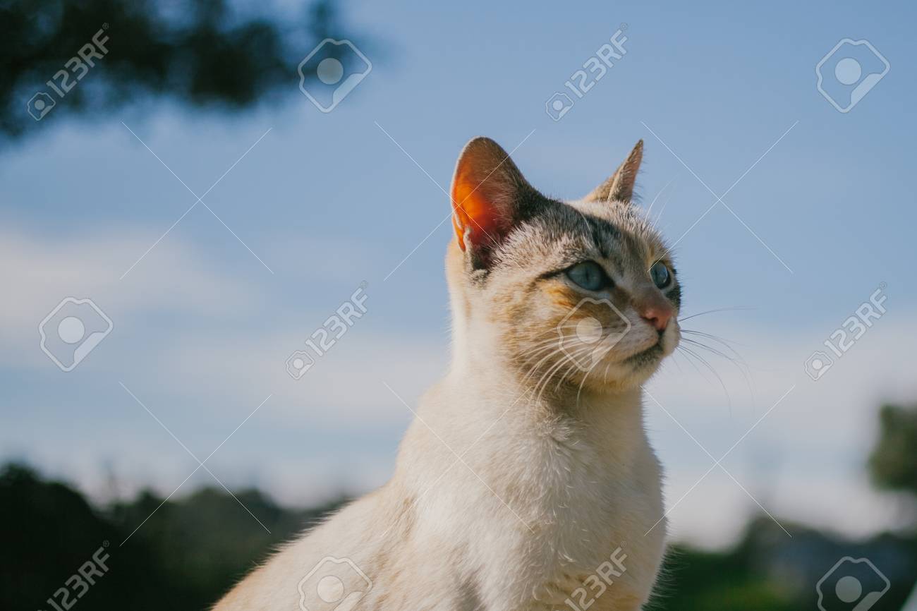 European Cat Portrait Portrait Of Beautiful Cat Cute Three Stock