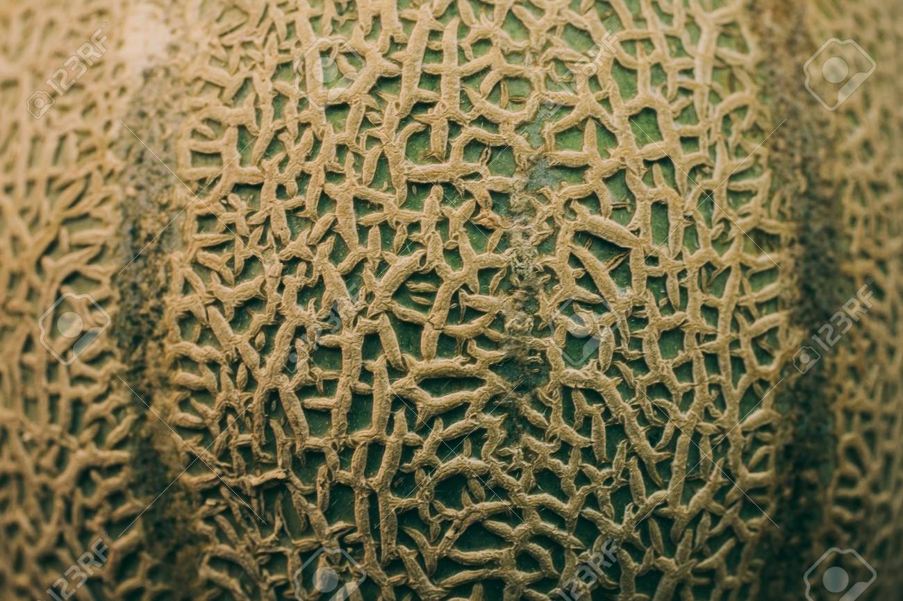 melon skin texture and background organic textures and patterns organic background textures