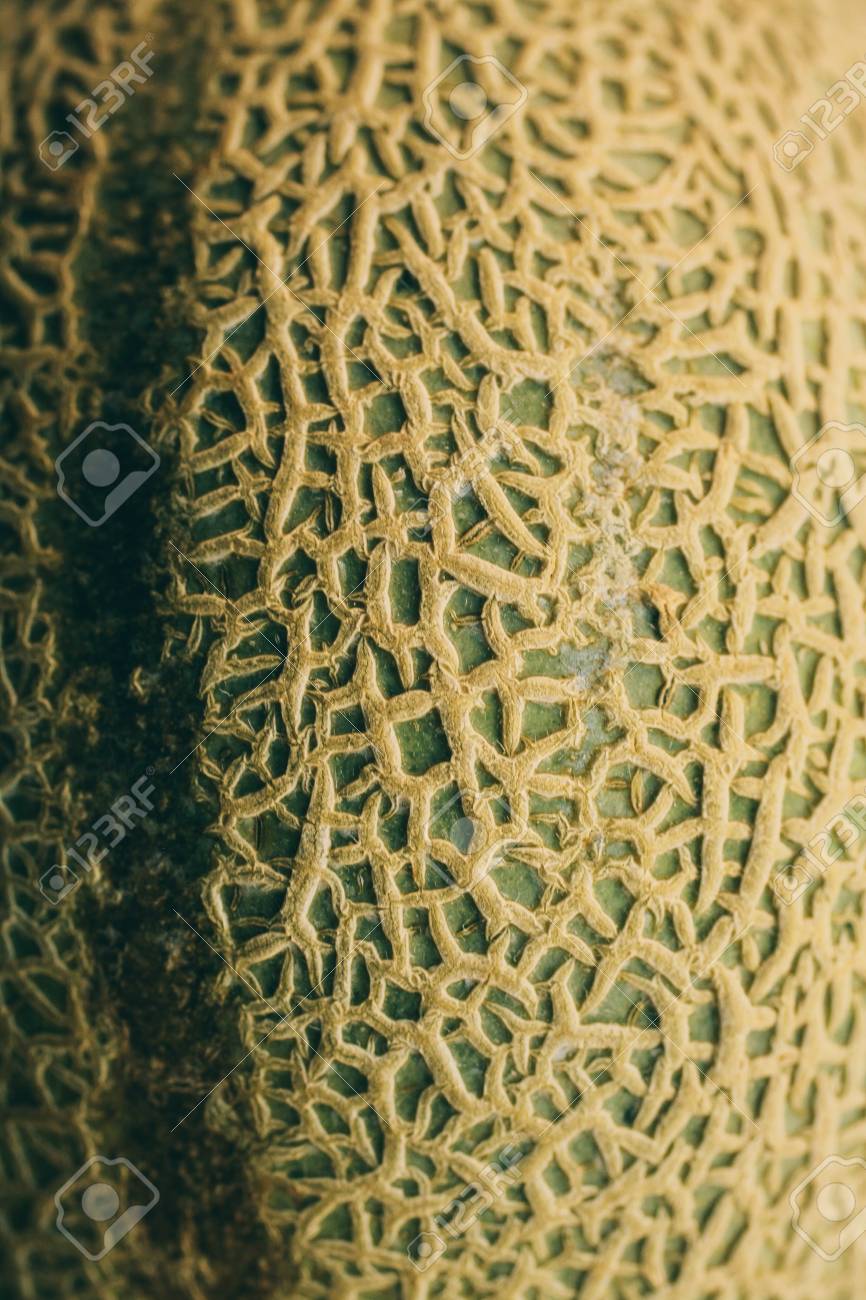 melon skin texture and background organic textures and patterns organic background textures
