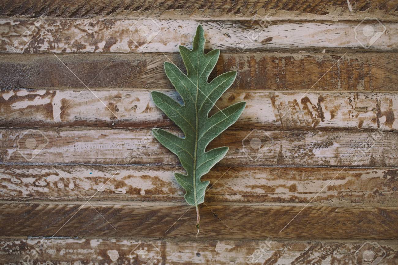 木製の背景に樫の木の葉 カシの葉のテクスチャです 緑のオークの葉の質感とデザイナーの背景 木材の背景に緑の葉のマクロの表示 の写真素材 画像素材 Image 4566