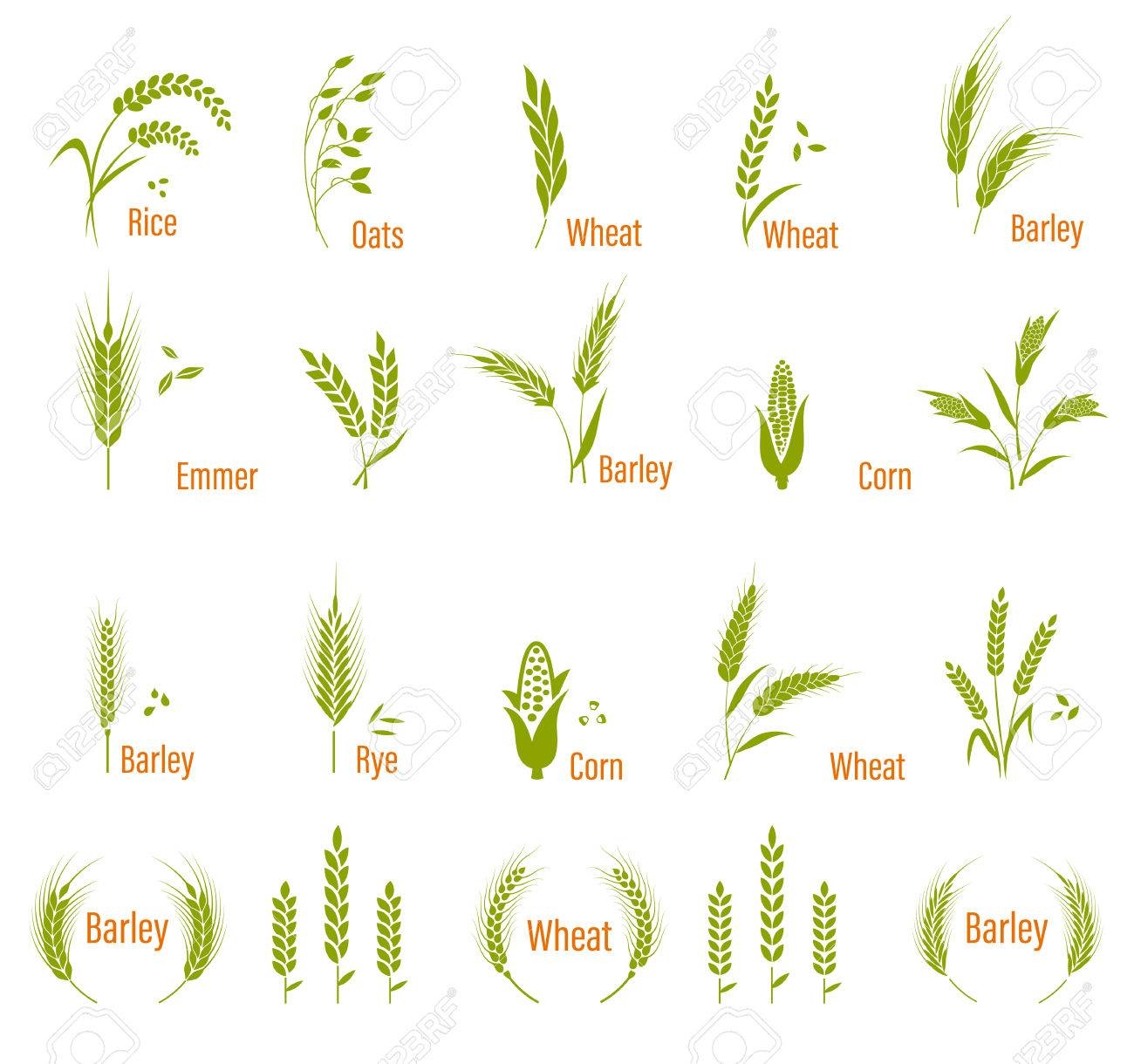 Wheat ears or rice icons set. Concept for organic products label, harvest and farming, grain, bakery, healthy food. - 67592600 Wheat ears or rice icons set. Concept for organic products label, harvest and farming, grain, bakery, healthy food. - 67592600