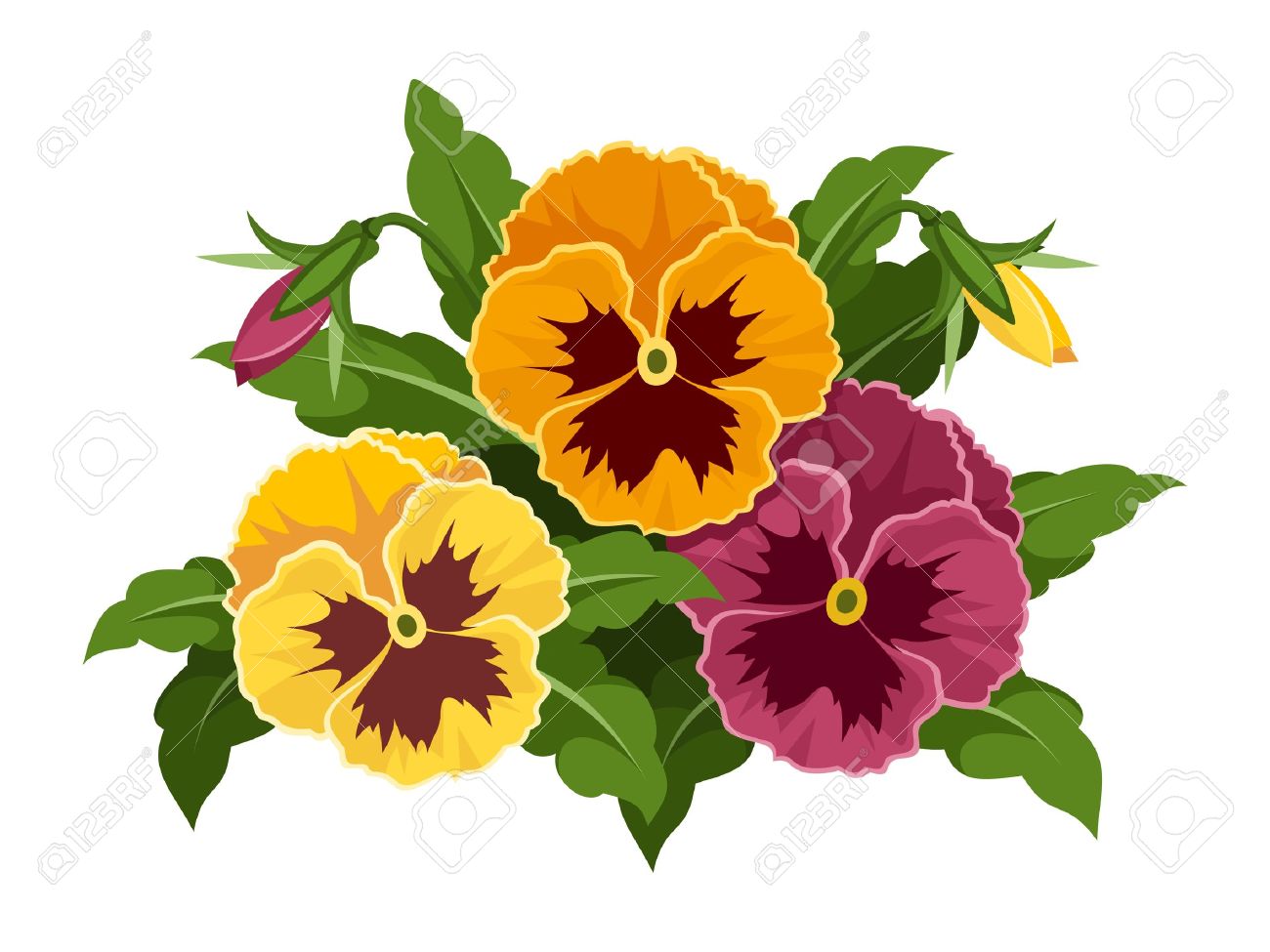 Pansy Flowers Illustration Royalty Free Cliparts Vectors And Stock Illustration Image