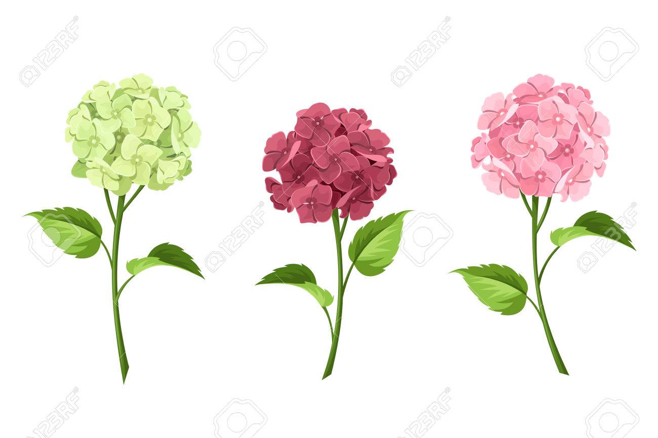 Vector Set Of Pink Maroon And Green Hydrangea Flowers With Stems Isolated On A White Vector Set Of Pink Maroon And Green Hydrangea Flowers With Stems Isolated On A White