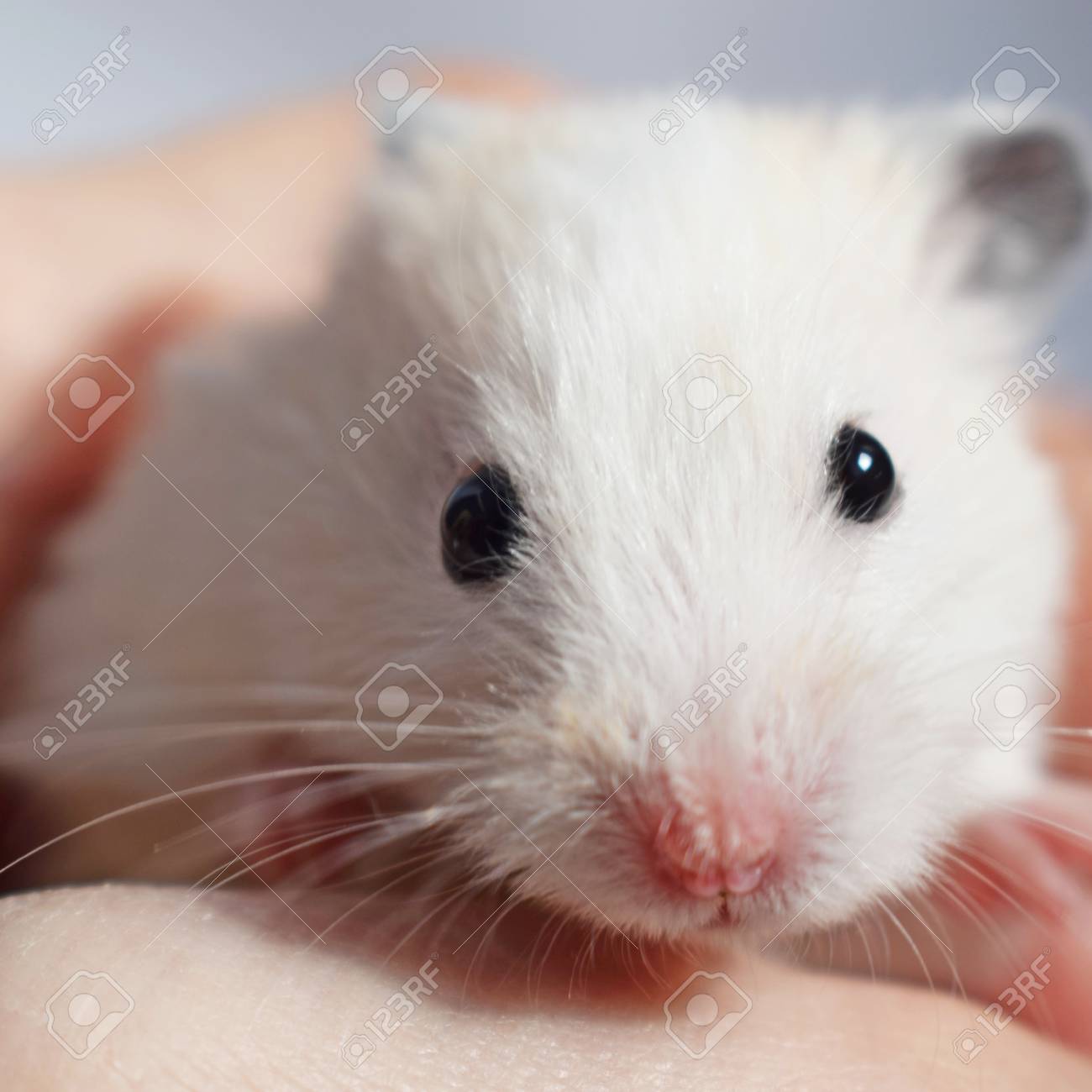 White Syrian Hamster On His Arm Stock Photo Picture And Royalty Free Image Image 119616922