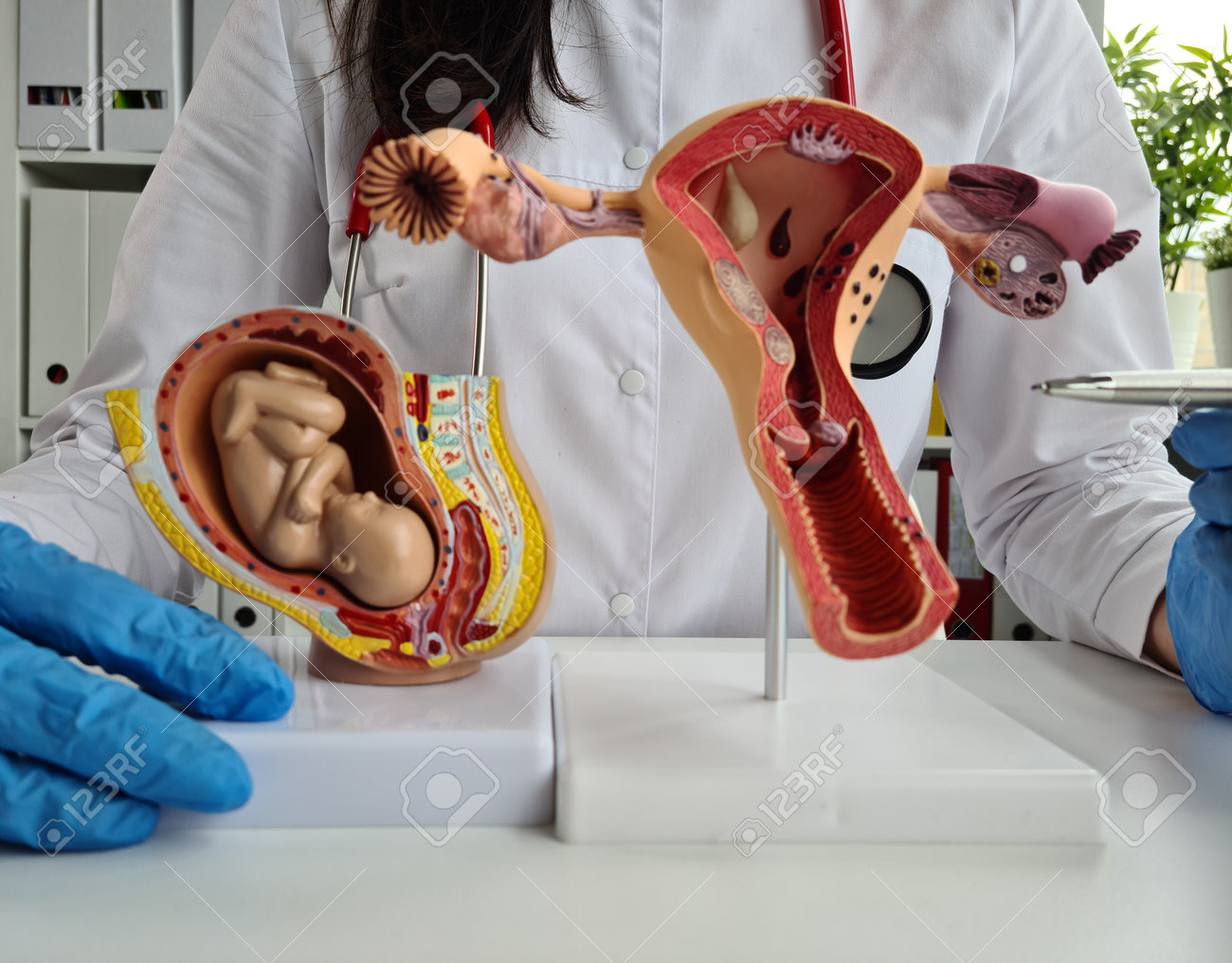 医療用、模型。子宮