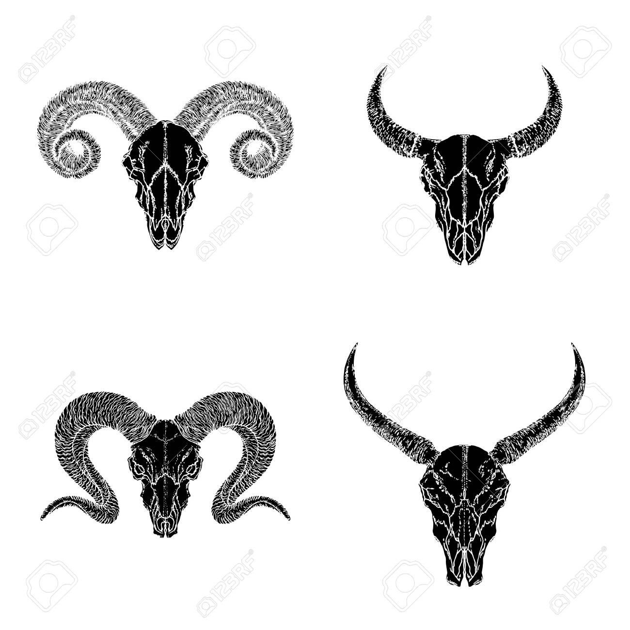 Vector Set Of Hand Drawn Skulls Of Horned Animals Wild Buffalo