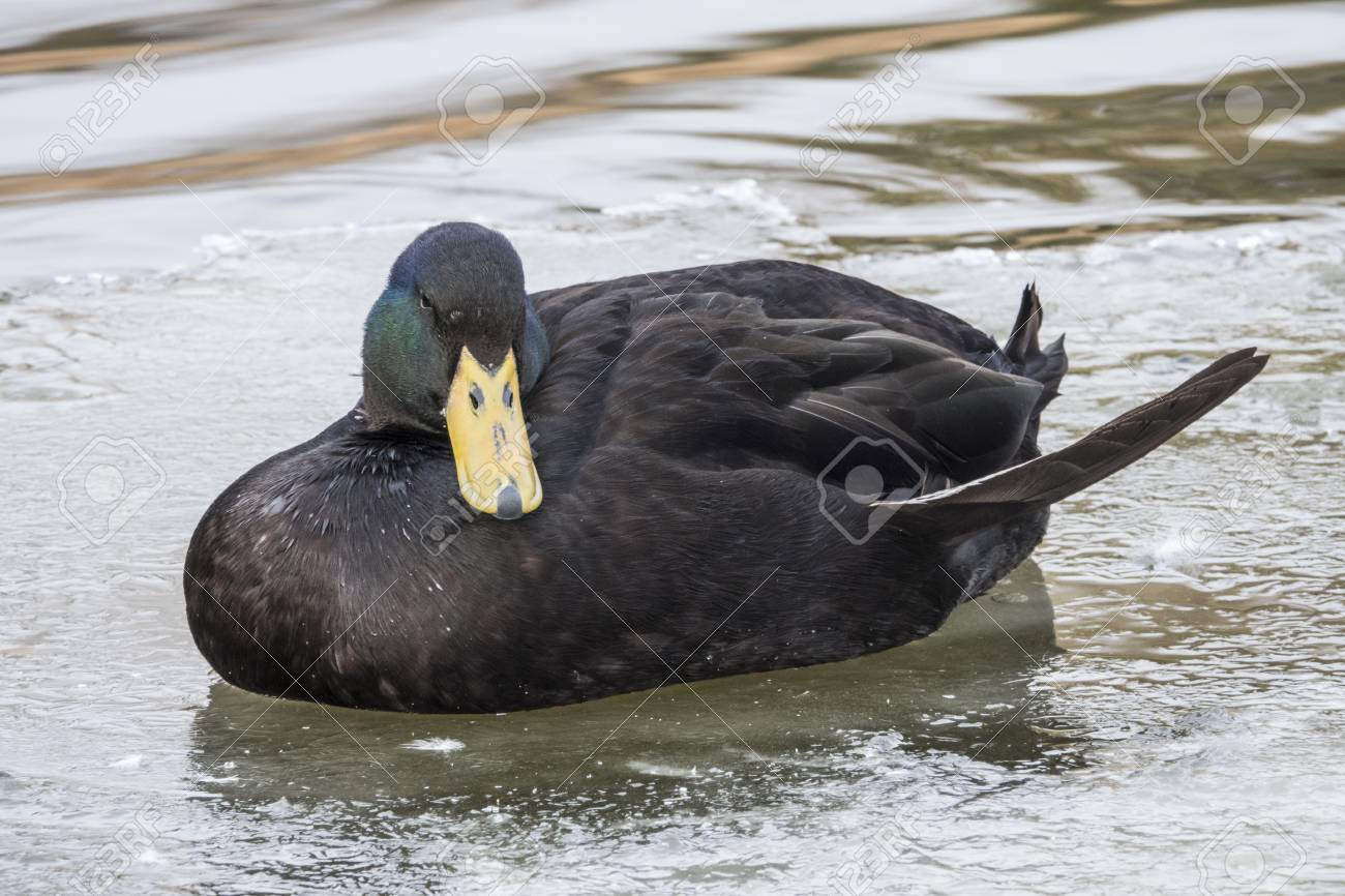 氷の湖の黒いアヒル の写真素材 画像素材 Image