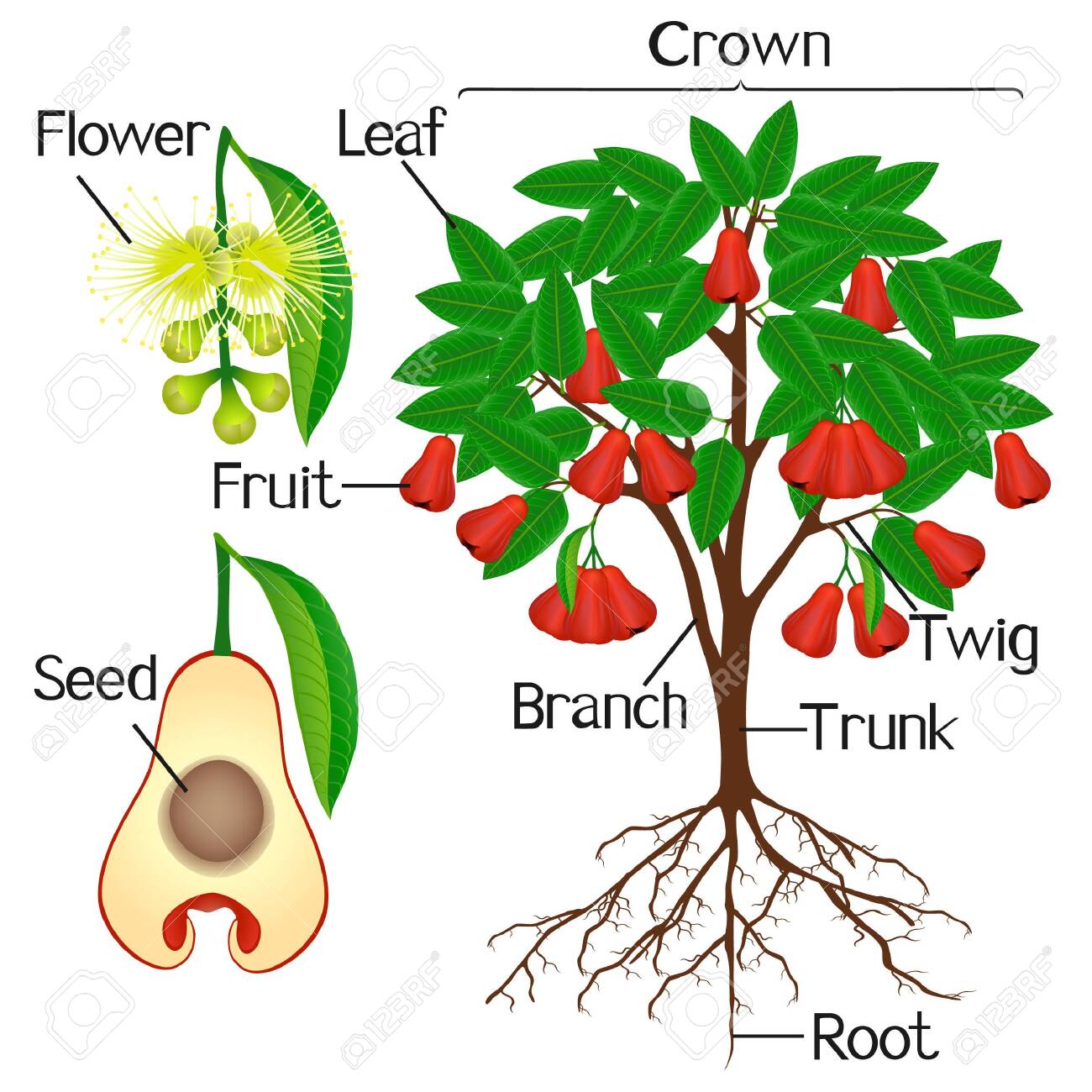 Fruit tree anatomy