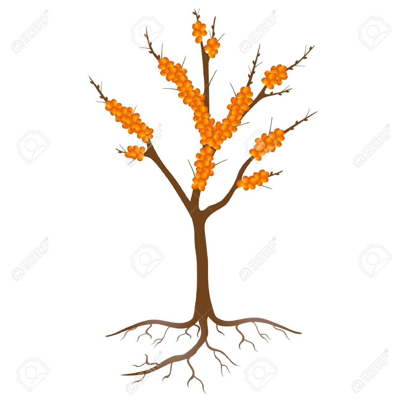 Sea Buckthorn Tree With Berries And Roots On A White Background Royalty Free Cliparts Vectors And Stock Illustration Image