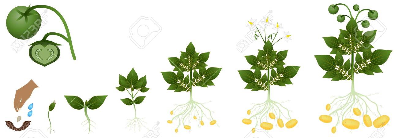 Cycle Of Potato Growing From Seeds On A White Royalty Free Cliparts Vectors And Stock Illustration Image