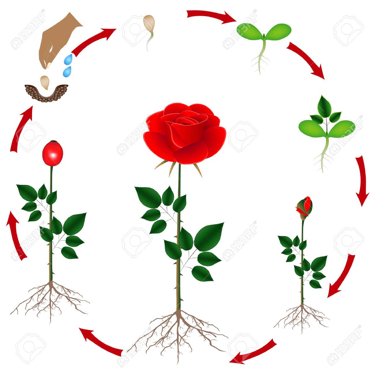 Cycle Of Growth Of A Rose Of A Plant On A White Background Royalty Free Cliparts Vectors And Stock Illustration Image 148176417