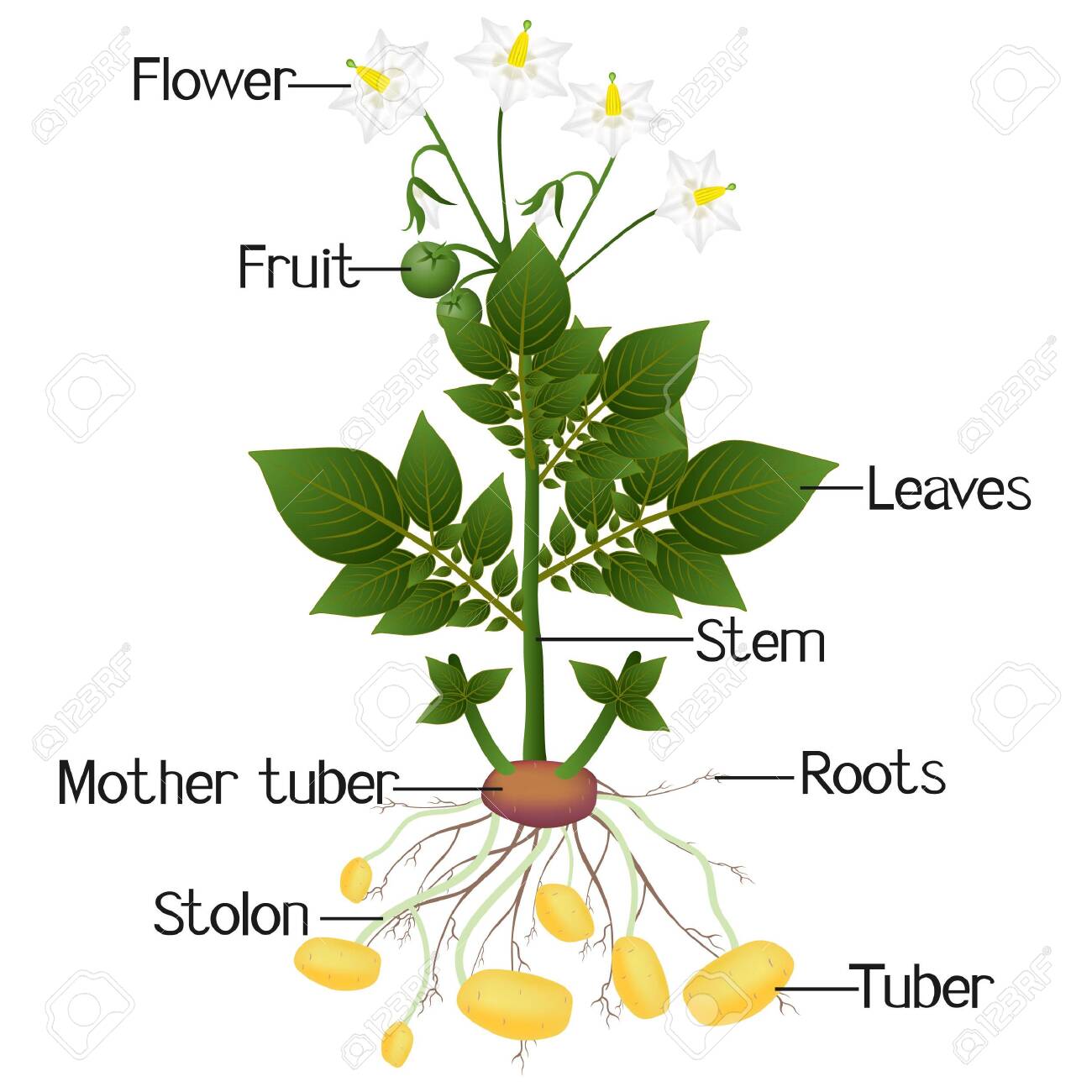 Structure Of The Potato Plant On A White Background. Royalty Free SVG,  Cliparts, Vectors, and Stock Illustration. Image 151401147.