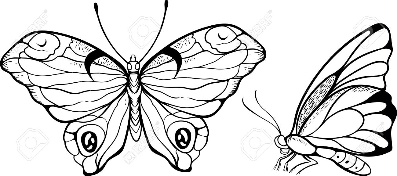 Isolated Black And White Top And Side View Of Butterfly Royalty