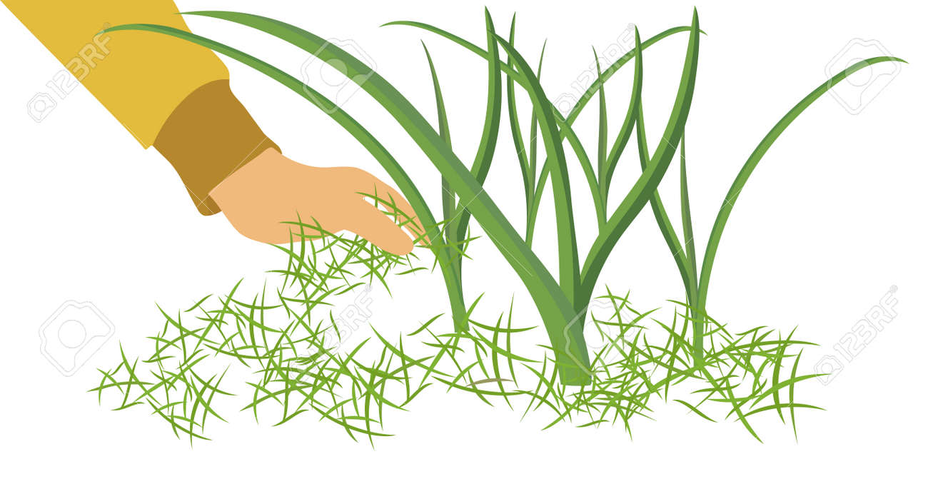 Mulching The Beds For Plants With Grass, Garlic Grows In The Garden, The  Gardener's Hand Pours Mulch Under The Plant. Vector Flat Cartoon On  Isolated White Background. Royalty Free SVG, Cliparts, Vectors,, image size:1300x671