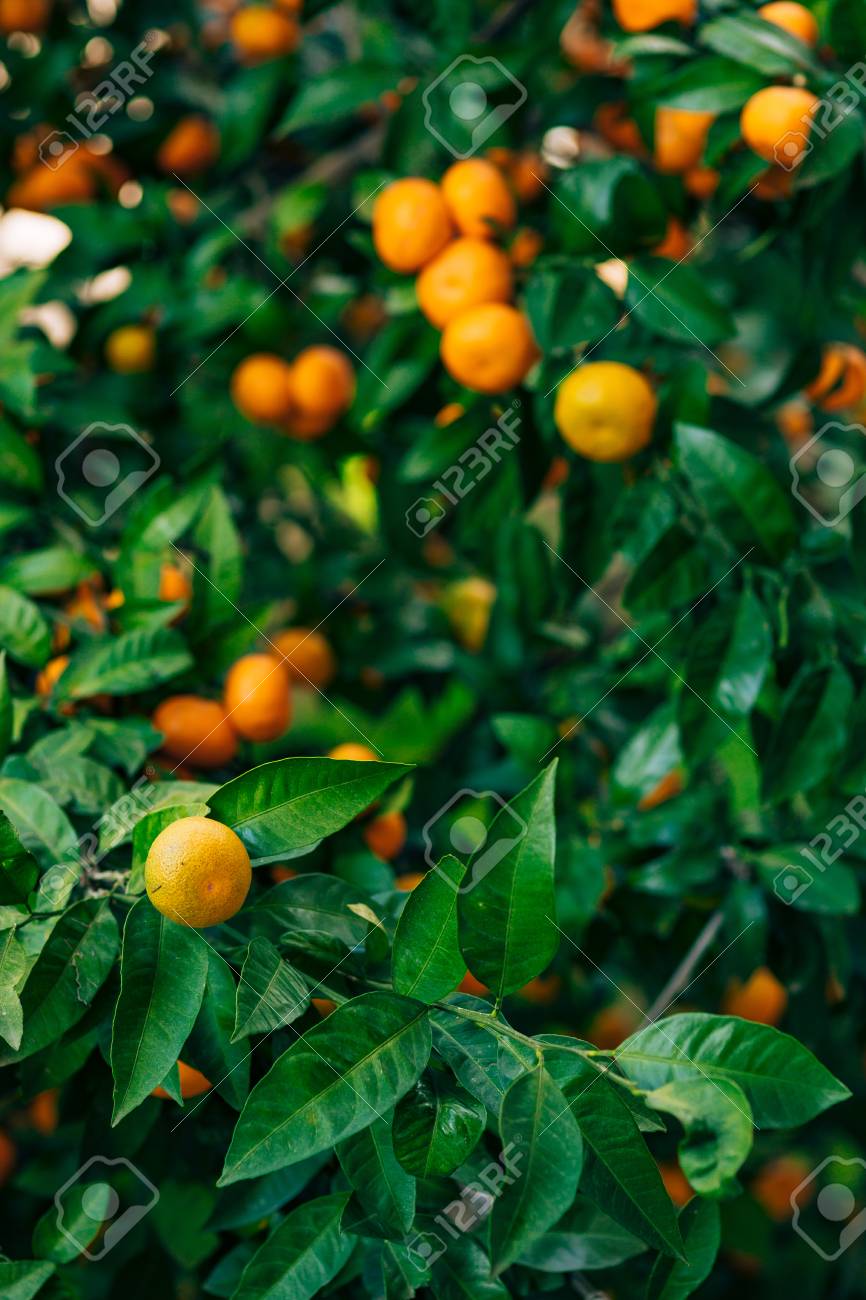 Orange Mandarine Auf Dem Baum Reife Mandarine Montenegrinische