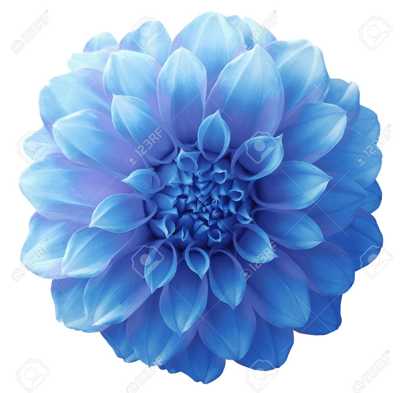 blue flower backgrounds