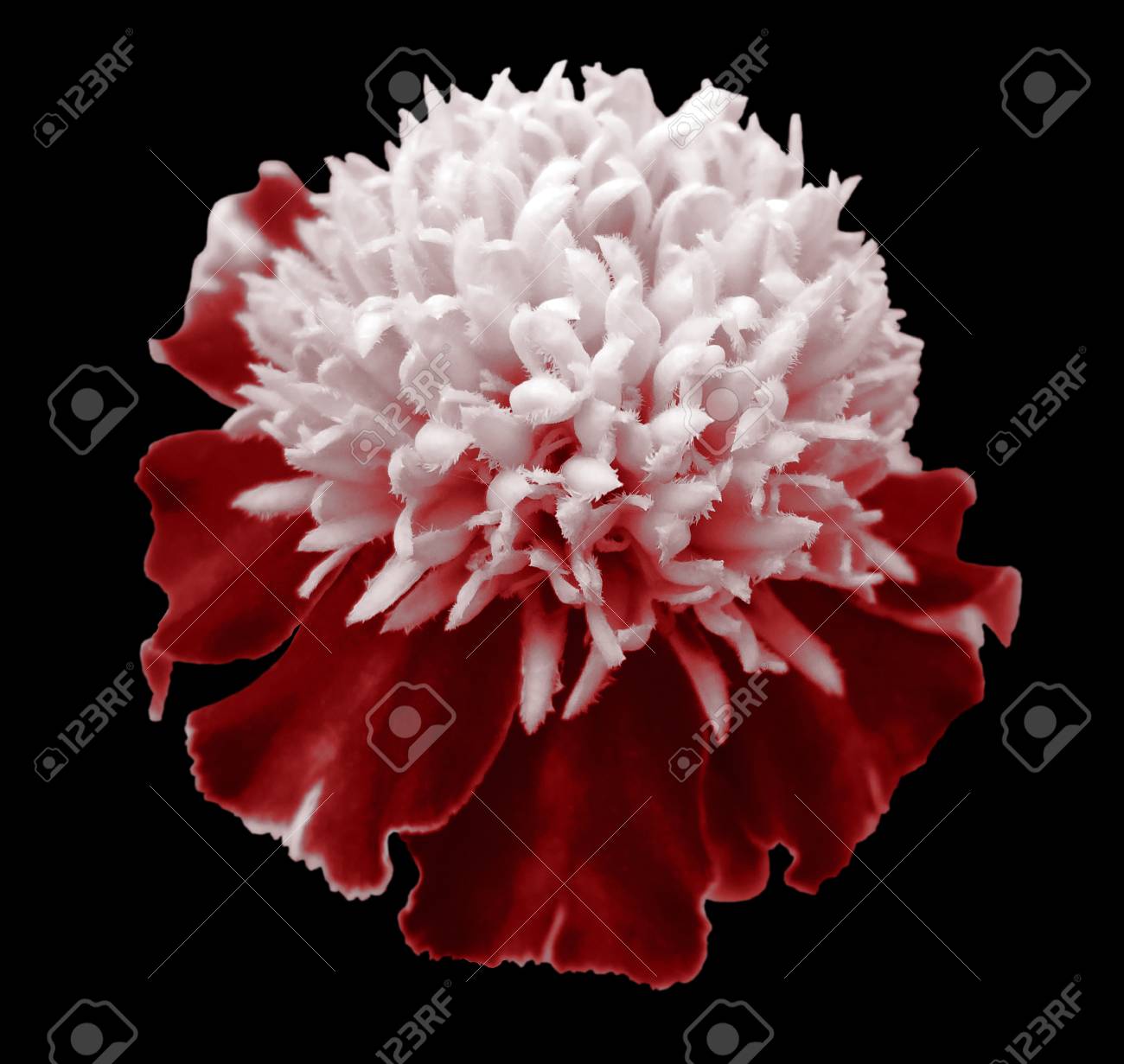 Fleurs Blanc Rouge Tagetes Fermer Fond Noir Isolé