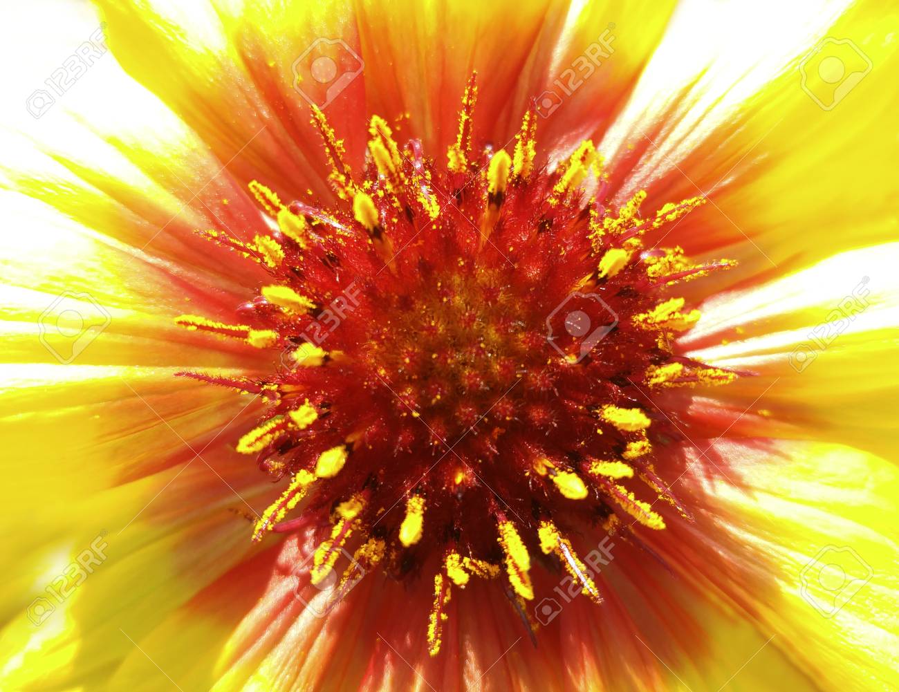日光の黄色 赤色花 クローズ アップ 毛皮のような赤い中心 針のような雌しべを突き出してします 設計 自然 の写真素材 画像素材 Image