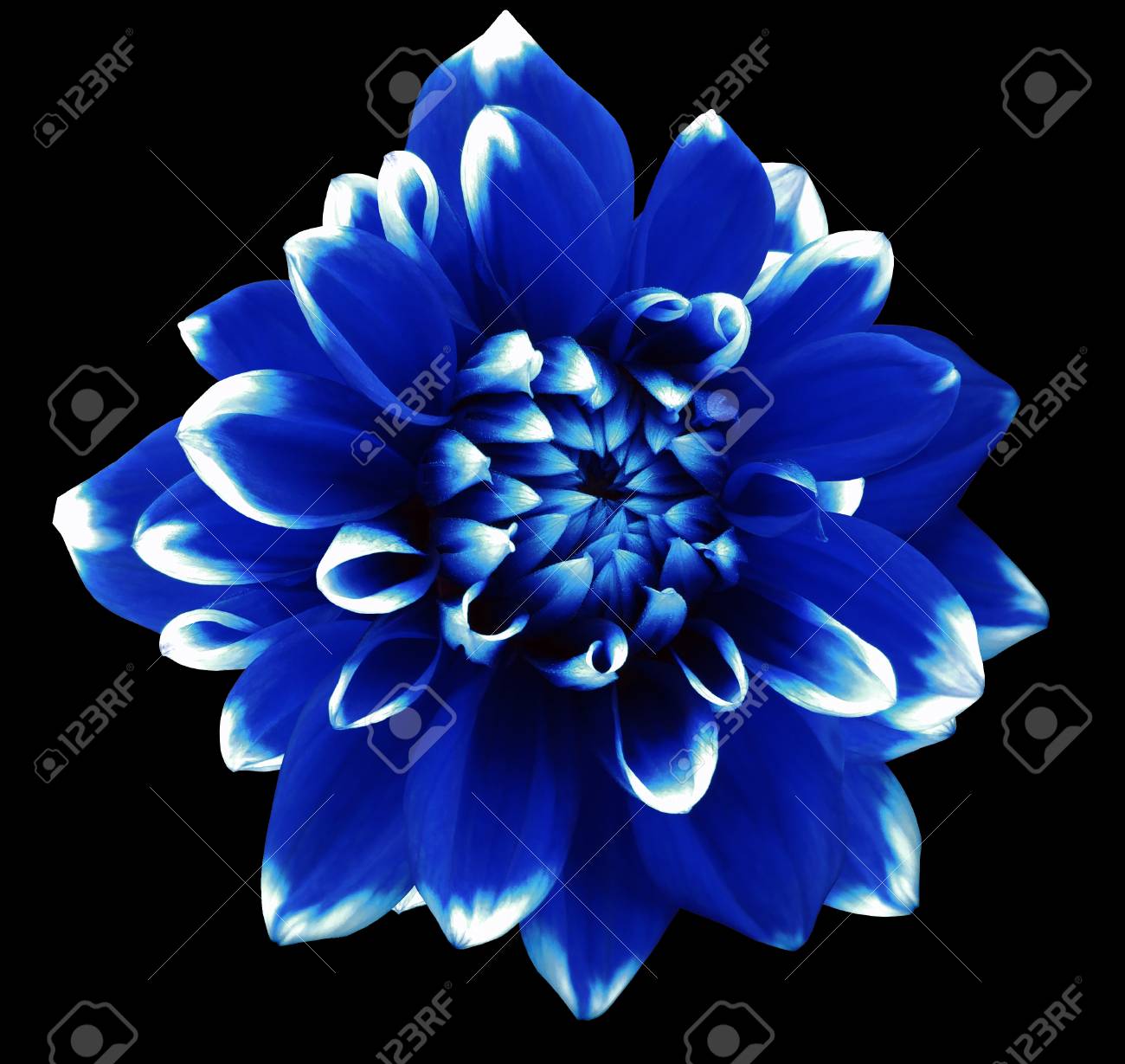 Dahlia Heteroclite Fleur Bleu Et Blanc Isole Sur Un Fond Noir Fermer Sans Ombres Pour Le Design Banque D Images Et Photos Libres De Droits Image 6847