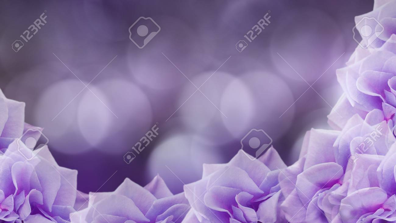 Violet Pink Roses Flowers On Blurred Purple Background Floral Background Colored Wallpaper For Design Nature Stock Photo Picture And Royalty Free Image Image