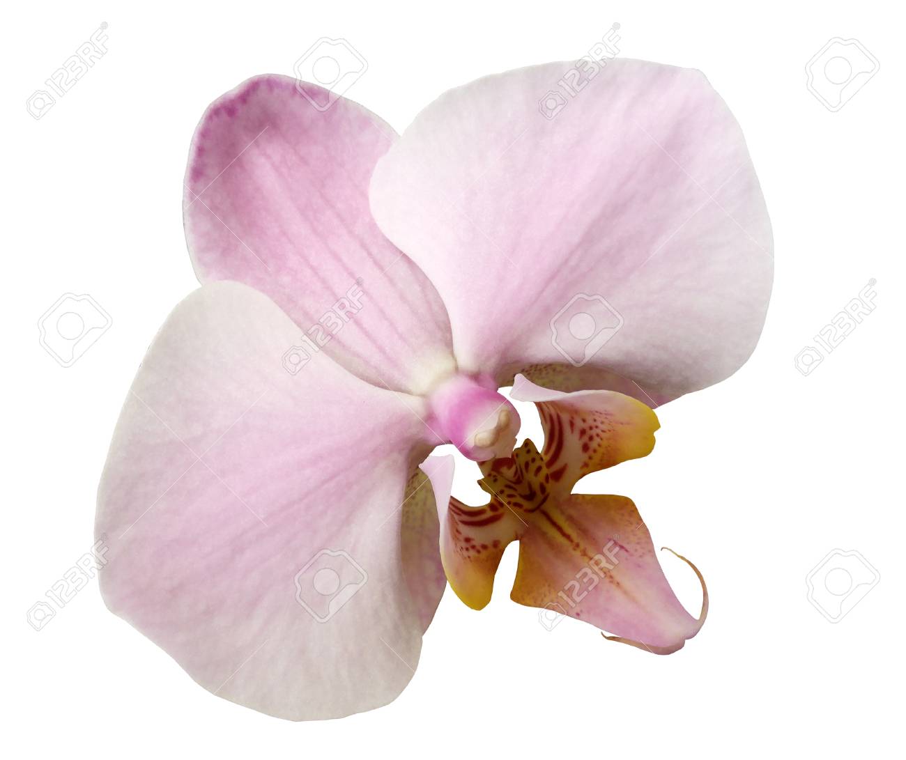 Phalaenopsis Fleur Rose Clair Fond Blanc Isolé Avec Un Tracé De Détourage Fermer Pas Dombres Pour Le Design La Nature