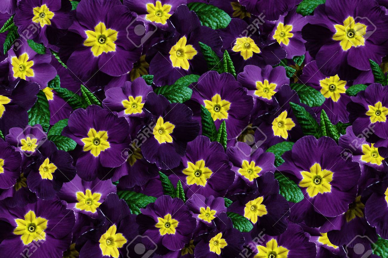 flowers background flowers violet violets much violets with