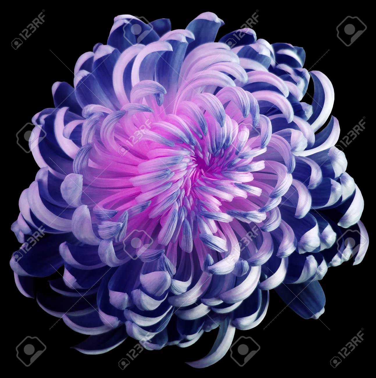 Chrysanthème De Fleur Bleu Rose Fleur De Jardin De Motley Fond Isolé Noir Avec Un Tracé De Détourage Pas Dombres Fermer La Nature