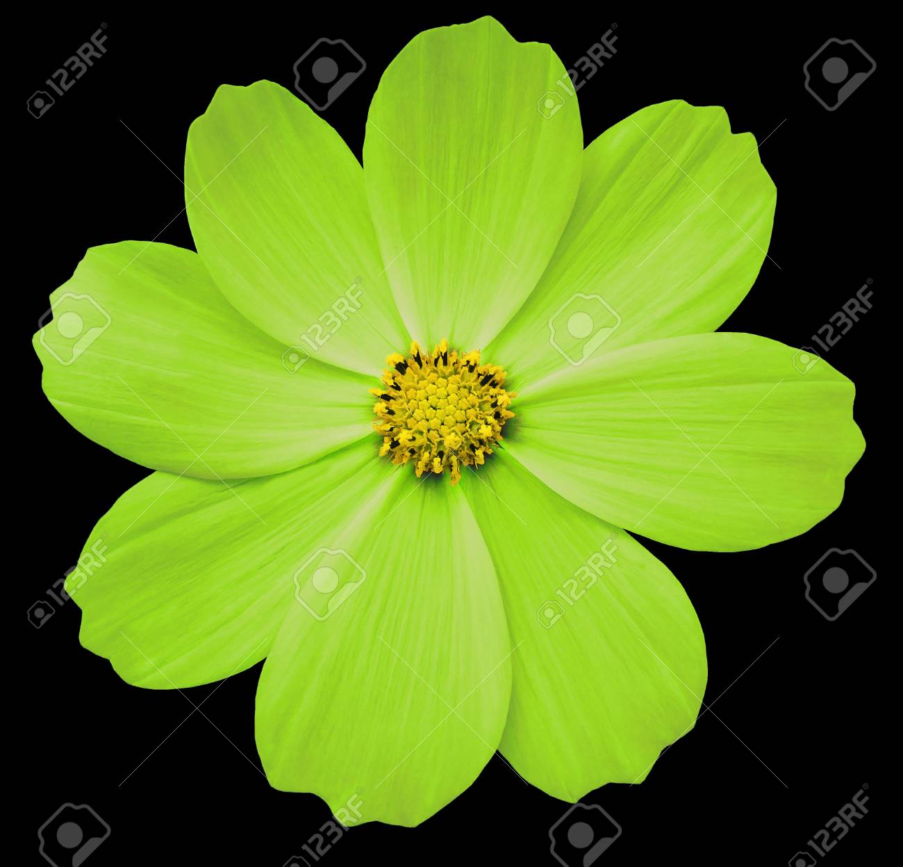 Light Lime Flower Primula Black Isolated Background With Clipping Path Closeup No Shadows Yellow Center Nature Stock Photo Picture And Royalty Free Image Image